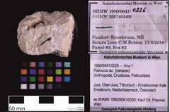 Foto (Objekt + Etiketten) von Palinurus sp. (NHMW-GEO-1990-0041-0226)